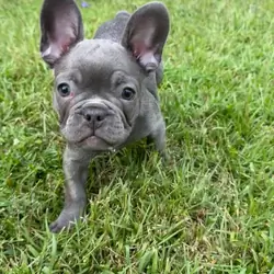Male French Bull Dog - RUSTY
