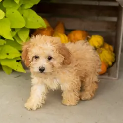 Mini poodle female pup in Indiana (Taby)