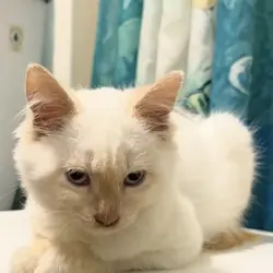 Flame Point kittens