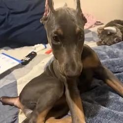 Doberman Puppies Looking for Forever Homes 🐾