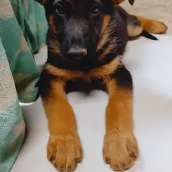 AKC German Shepherd puppies