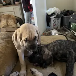 puppies