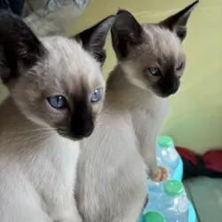 Harmony Grace Siamese Seal and Chocolate Points