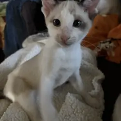 Harmony Grace Snowshoe Siamese