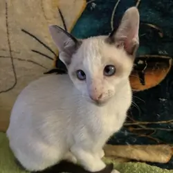 Harmony Grace Snowshoe Siamese