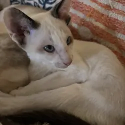 Harmony Grace Snowshoe Siamese