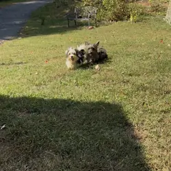 Yorkipoo girl