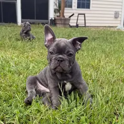Male French Bull Dog - Snickers