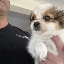 Papillion Puppies One Male One Female