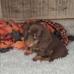 Miniature Dachshund