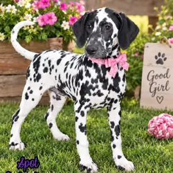 Spot Female AKC Dalmatian