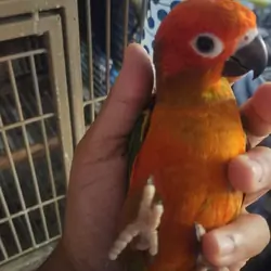 Redfactor Sun Conure