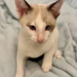 Beautiful Snowshoe Siamese kittens