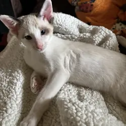 Beautiful Snowshoe Siamese kittens