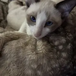 Beautiful Snowshoe Siamese kittens