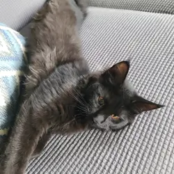 Maine Coon kitten, European bloodlines