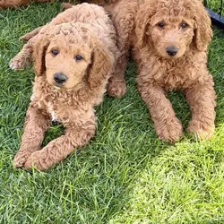 Goldendoodle