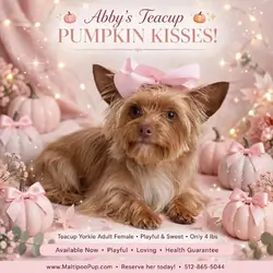 Yorkie Puppy for Sale - Abby