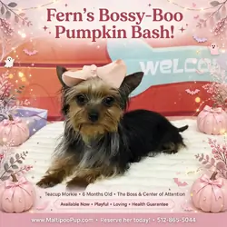 Morkie Puppy for Sale - Fern