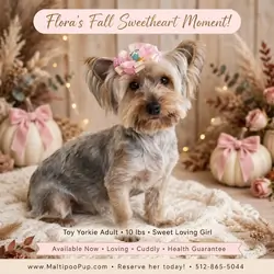 Yorkshire Terrier Puppy for Sale - Flora