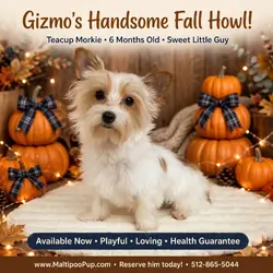 Morkie Puppy for Sale - Gizmo