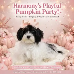 Morkie Puppy for Sale - Harmony