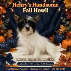 Morkie Puppy for Sale - Henry