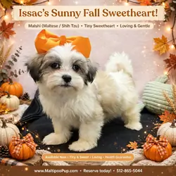 Shih Tzu Puppy for Sale - Issac