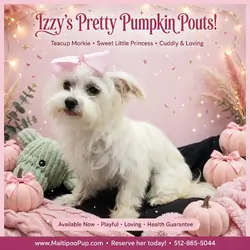 Morkie Puppy for Sale - Izzy