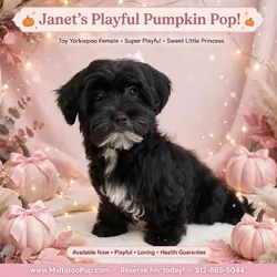 Yorkiepoo Puppy for Sale - Janet