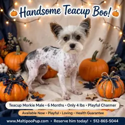 Morkie Puppy for Sale - Jayden