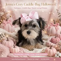Yorkiepoo Puppy for Sale - Jenna