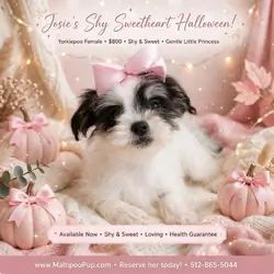 Yorkiepoo Puppy for Sale - Josie