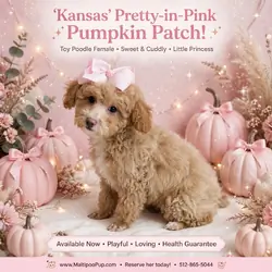 Poodle Puppy for Sale - Kansas
