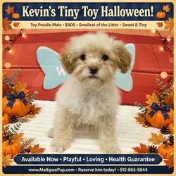 Poodle Puppy for Sale - Kevin