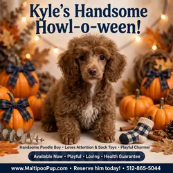 Poodle Puppy for Sale - Kyle