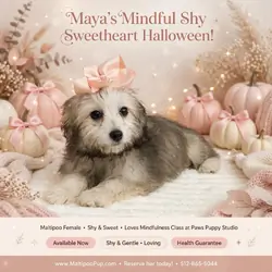 Maltipoo Puppy for Sale - Maya