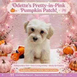Maltipoo Puppy for Sale - Odette