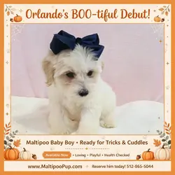 Maltipoo Puppy for Sale - Orlando