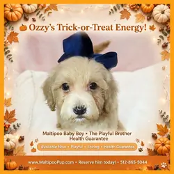 Maltipoo Puppy for Sale - Ozzy