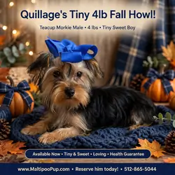 Morkie Puppy for Sale - Quillage