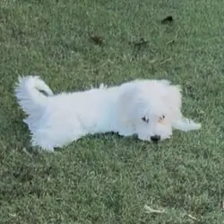 Female Maltipoo mix puppy