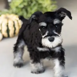 AKC MINI schnauzer male pup in Indiana (SUNNY)
