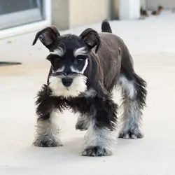 AKC MINI schnauzer male pup in Indiana (SUNNY)