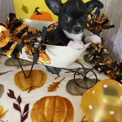 Chihuahua puppies