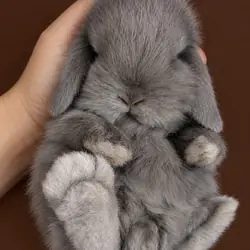 HOLLAND LOP DWARF BUNNIES