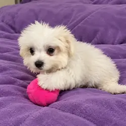 Dolly