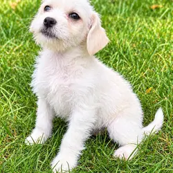 Westie-Poo puppy female