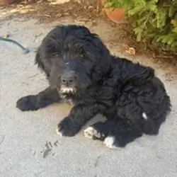 Golden Mountain Doodle Puppies