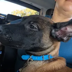 AKC Belgian Malinois puppies